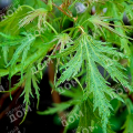 Клен серебристый Laciniatum Wieri