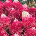 Гортензия метельчатая Red Velvet