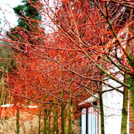 Липа мелколистная Winter Orange