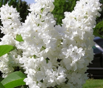 Сирень обыкновенная Miss Ellen Willmot