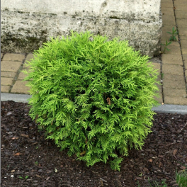 Туя западная Globosa Compacta