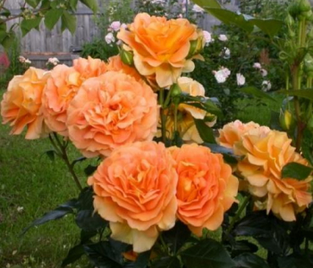 Роза флорибунда Goldelse (Tantau)