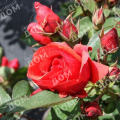 Роза канадская Morden Fireglow