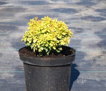 Барбарис Тунберга Golden Nugget