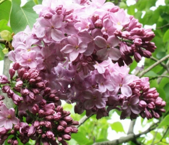 Сирень обыкновенная Маршал Баграмян