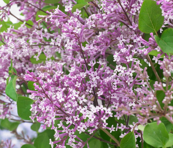 Сирень Мейера Flowerfest Violet