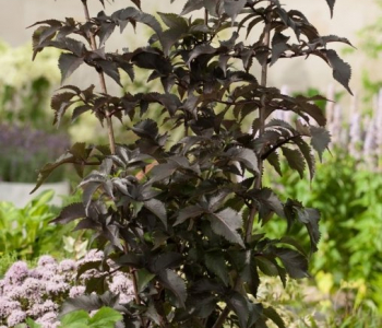 Бузина черная Black Tower