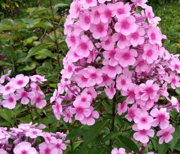 Флокс метельчатый Miss Pepper