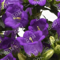 Колокольчик средний Campanella Blue