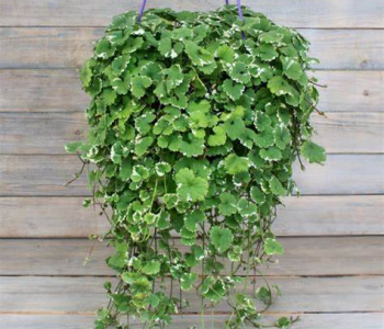 Будра плющевидная Variegata