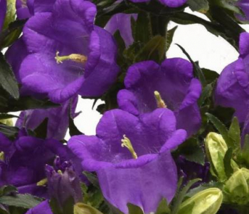 Колокольчик средний Campanella Blue