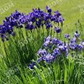 Ирис сибирский