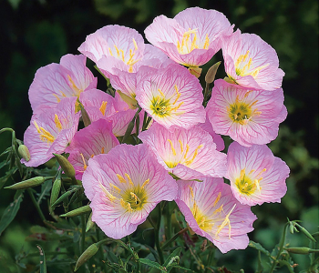 Энотера красивая Siskiyou