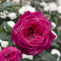 Роза чайно-гибридная Johann Wolfgang von Goethe (TANTAU)