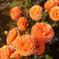 Роза почвопокровная Orange Fairy