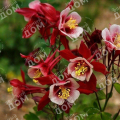 Аквилегия гибридная Crimson Star