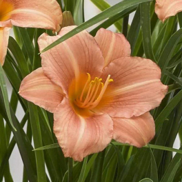Лилейник EveryDaylily Cerise