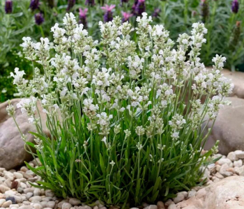 Лаванда узколистная White Scent Compact