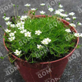 Мшанка шиловидная Green Moss