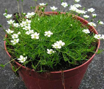 Мшанка шиловидная Green Moss