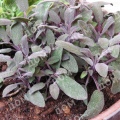 Шалфей лекарственный Purpurascens