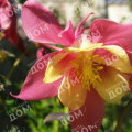 Аквилегия гибридная Koralle