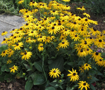 Рудбекия блестящая Goldstrum