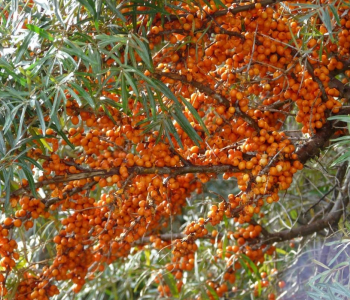 Облепиха крушиновидная Orange Energy