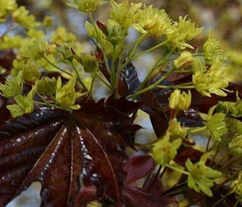 Клен остролистный Faassens Black