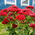 Тысячелистник обыкновенный Red Beauty