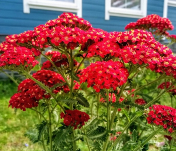 Тысячелистник обыкновенный Red Beauty