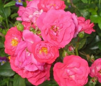 Роза почвопокровная Alpha Meidiland (Meilland)