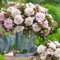 Роза флорибунда Rosenfaszination (Kordes)