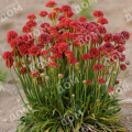 Армерия приморская Ballerina Red