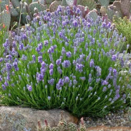 Лаванда узколистная Dwarf Blue