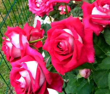 Роза чайно-гибридная Monica Bellucci