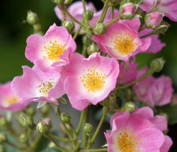 Роза Rosy Boom Rose