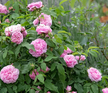Роза английская Jacques Cartier