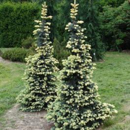 Ель колючая Białobok