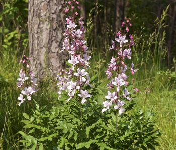 Ясенец белый Purpureus