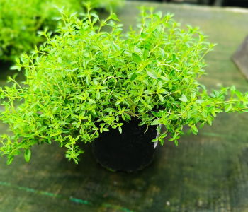 Тимьян лимоннопахнущий Goldy