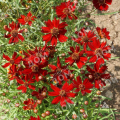 Кореопсис мутовчатый Ruby Red