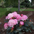 Рододендрон якушиманский Royal Rosy