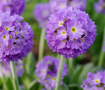 Примула мелкозубчатая Lilac