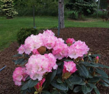 Рододендрон якушиманский Royal Rosy