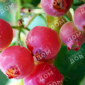 Голубика садовая Pink Lemonade