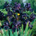 Ирис бородатый Superstition