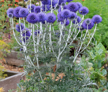 Мордовник широколистный