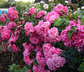 Роза почвопокровная Palmengarten Frankfurt (Kordes)