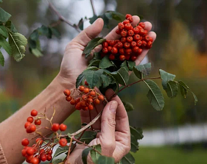 Октябрь. Календарь работ в саду